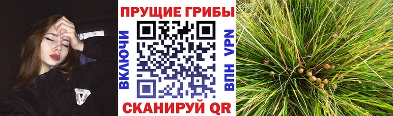 наркота  Мамадыш  Псилоцибиновые грибы мицелий 